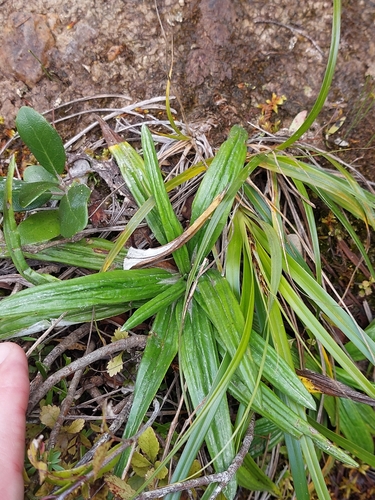 Adams Daisy (Celmisia adamsii)