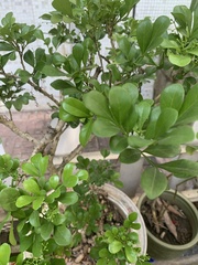 Aglaia odorata microphyllina