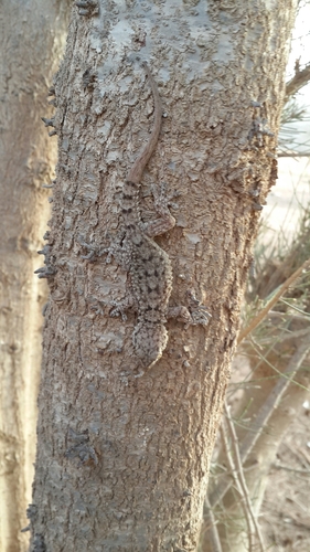 Moorish Gecko
