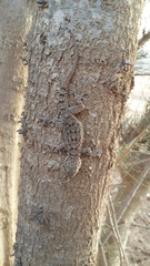 Tarentola fascicularis