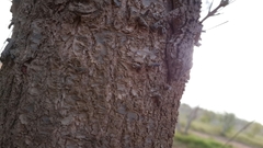 Tarentola fascicularis