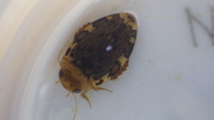 Laccophilus maculosus