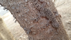 Tarentola fascicularis