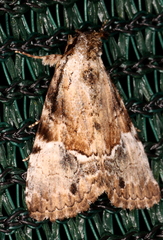 Alophosoma emmelopis