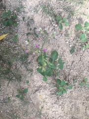 Asteraceae