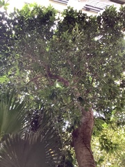 Mangifera indica