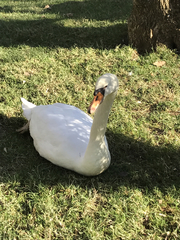 Cygnus olor
