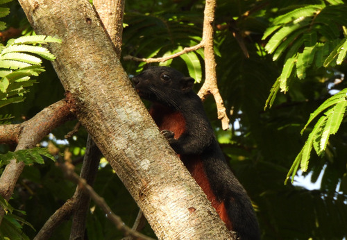 Callosciurus prevostii