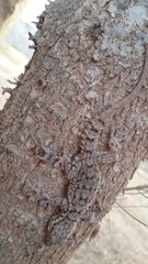 Tarentola fascicularis