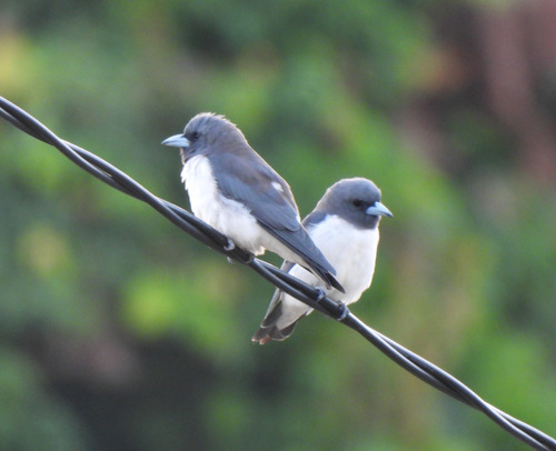 Artamus leucorhynchos