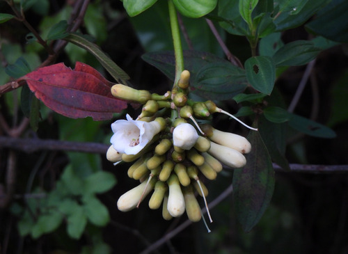 Utania racemosa observed 2025-08-18