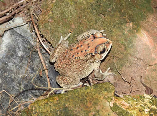 Duttaphrynus melanostictus