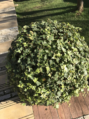 Hedera helix