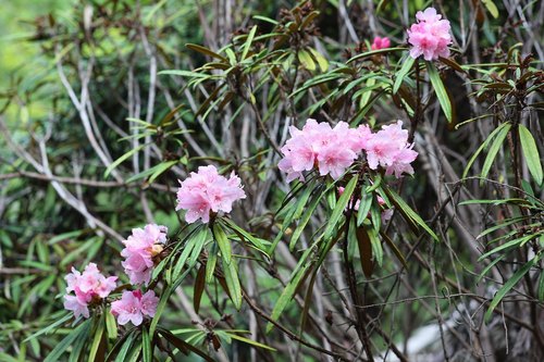 Rhododendron makinoi iNat (1)