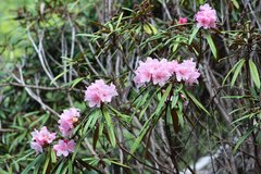 Rhododendron makinoi