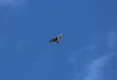Buteo solitarius