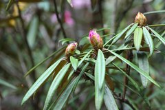 Rhododendron makinoi