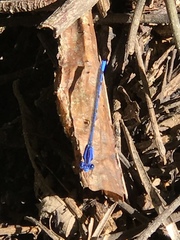 Argia elongata