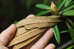 Rhododendron makinoi