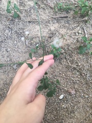 Asteraceae