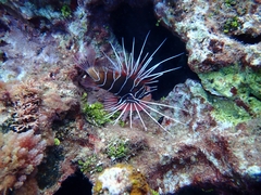 Pterois radiata