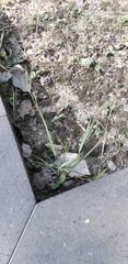 Poaceae