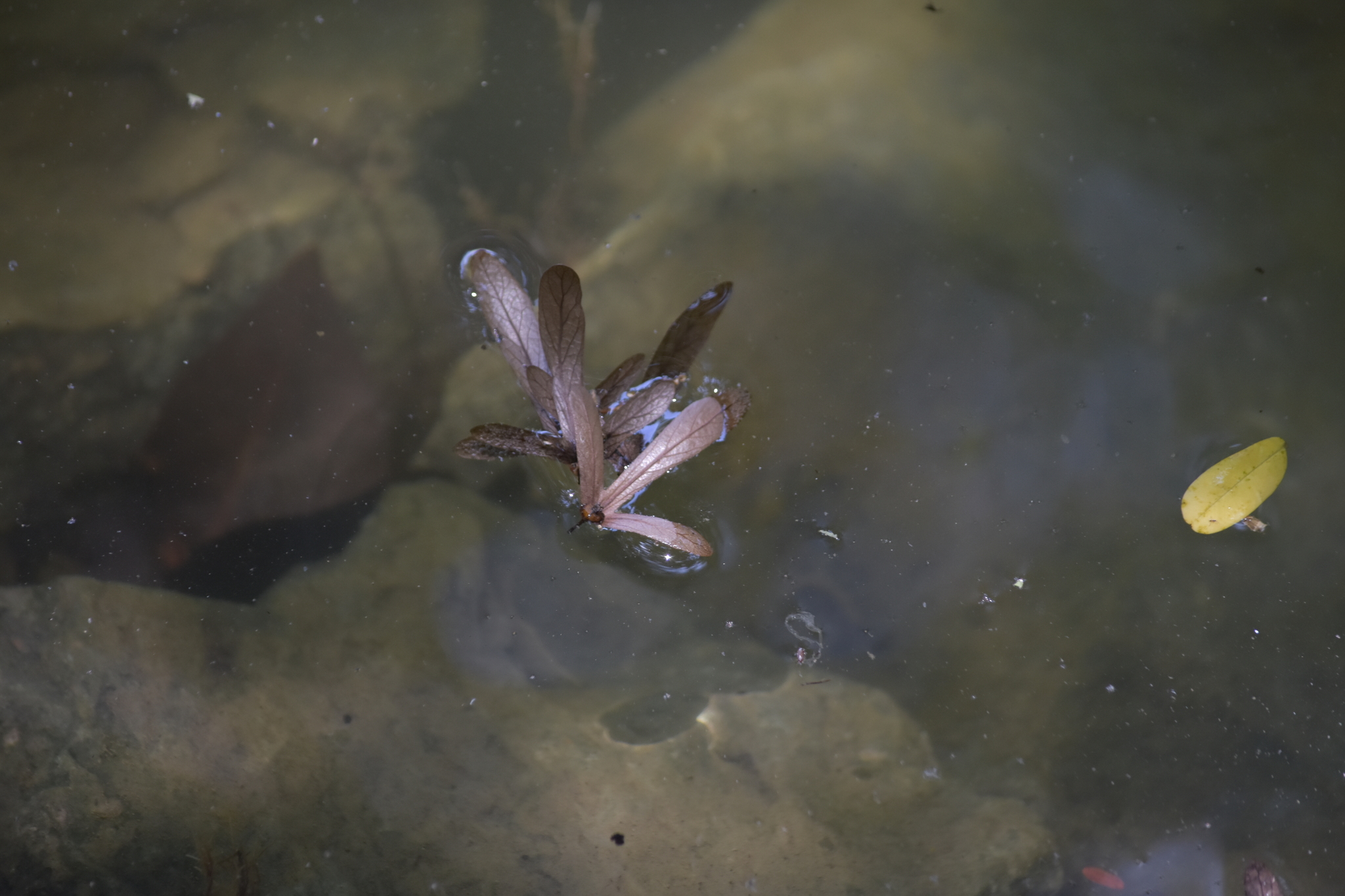 cheo (Engelhardia roxburghiana)