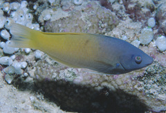 Halichoeres prosopeion