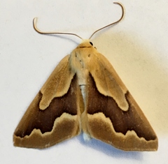 Sabulodes edwardsata