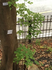 Broussonetia papyrifera