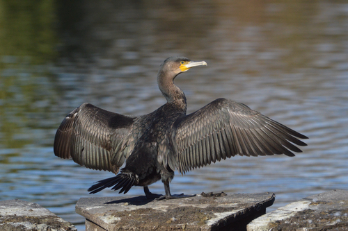 Grand Cormoran