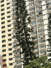 Araucaria