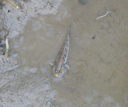 Boleophthalmus boddarti