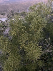 Choisya dumosa