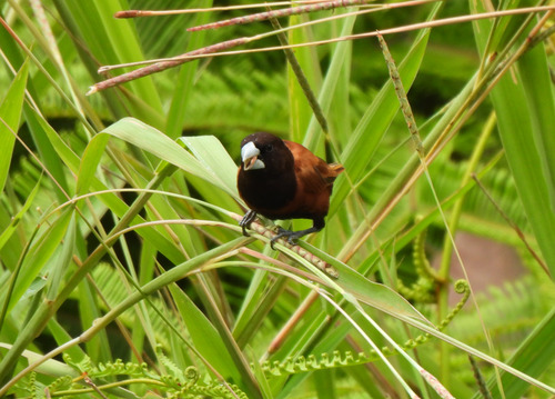 Lonchura atricapilla