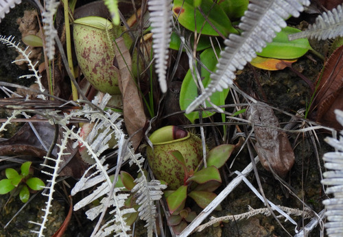 Nepenthes ampullaria
