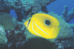 Chaetodon bennetti