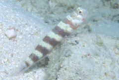 Amblyeleotris wheeleri