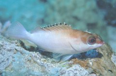 Epinephelus fasciatus
