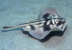 Urolophus cruciatus