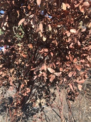 Arctostaphylos patula