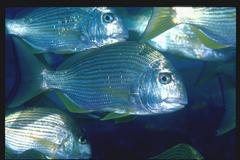 Goldlined Seabream photo 3