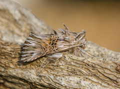 Omphalophana serrata