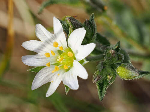 Mesostemma dichotomum