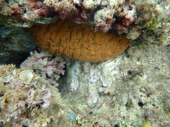 Actinopyga echinites