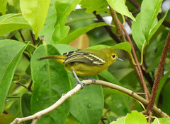 Green Iora photo 3