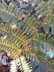 Athyrium