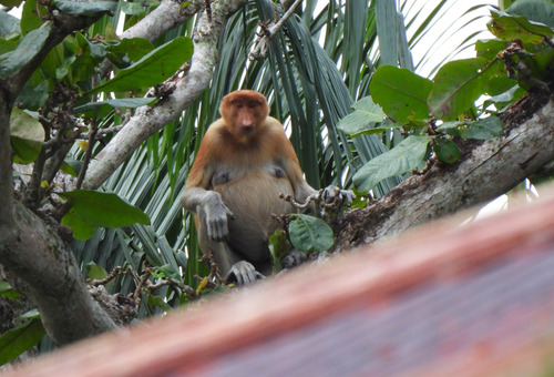 Nasalis larvatus