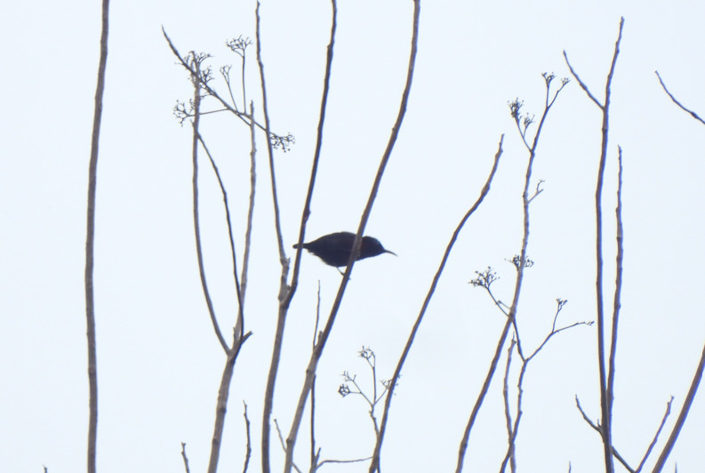 Purple-throated Sunbird (Leptocoma sperata)