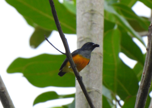 Dicaeum trigonostigma